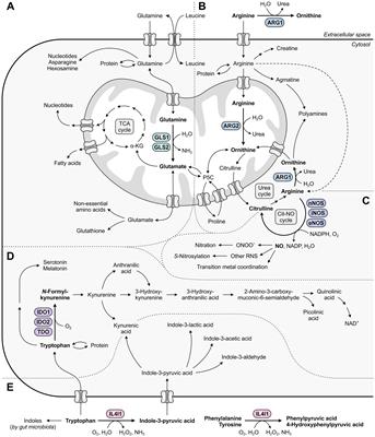 Targeting amino acid-metabolizing enzymes for cancer immunotherapy